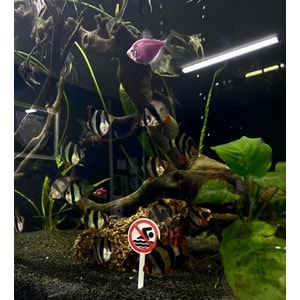 Dekoratif Yüzmek Yasaktır Tabelası 10 cm
