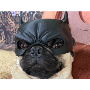 Köpekler için Batman Maskesi (Kısa Burunlu)