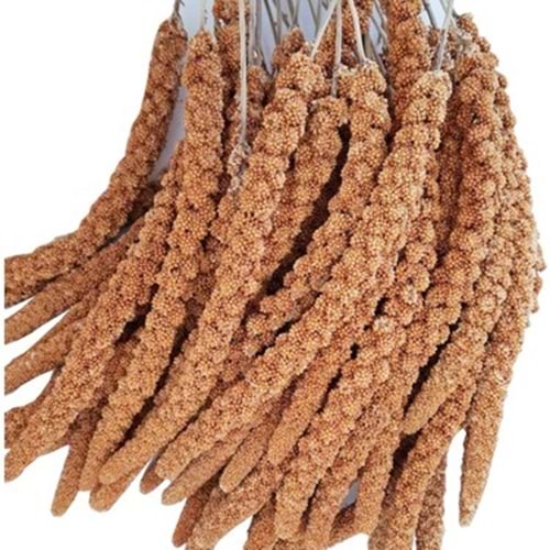 Kızıl Dal Darı 250 Gr